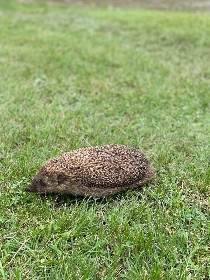 Drinski Kucerak Okletac ภายนอก รูปภาพ
